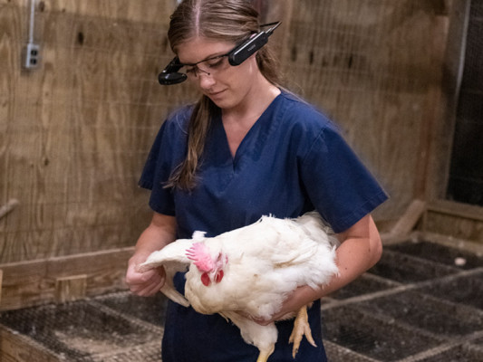 Woman with VR goggles on a farm, holding a chicken