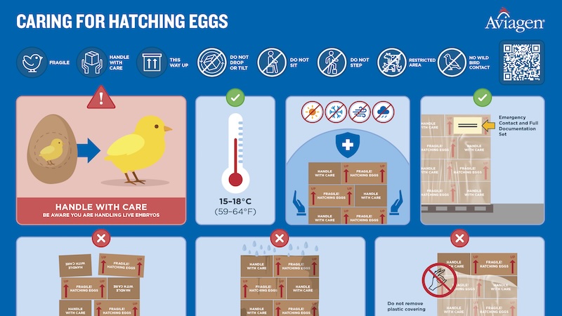 Caring for Hatching Eggs