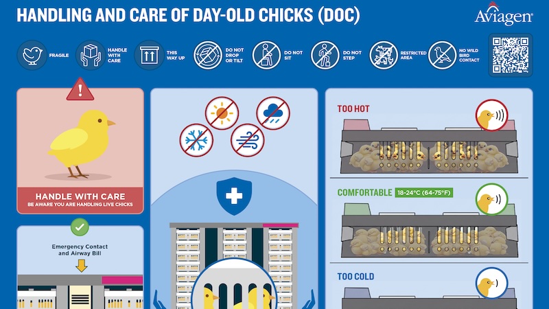 Handling and Care of Day-old Chicks