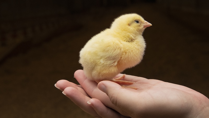 Global Guide to Best Practices in Air Transport of Hatching Eggs, Day-old Chicks, Poults & Ducklings