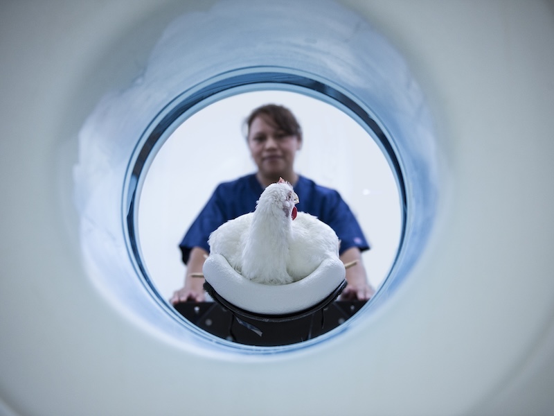 Balanced breeding with bird welfare in mind