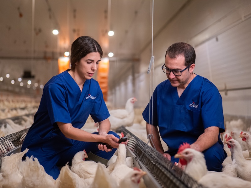 Putting chickens first