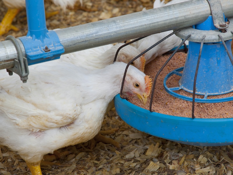 Healthy birds, better outcomes