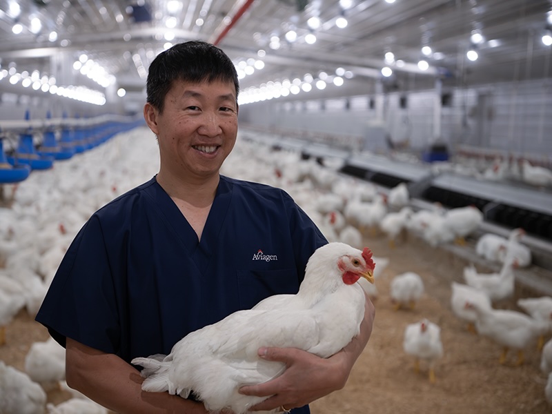 A balanced approach to poultry breeding