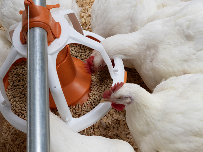 Focusing on what poultry producers can control