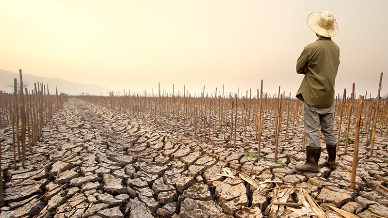 Enfrentando a incerteza climática: Desenvolvendo resiliência por meio da eficiência alimentar