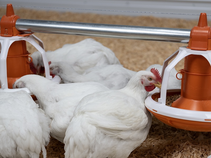 Feed efficiency and sustainable poultry production