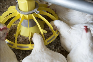Broilers at a feeding statio