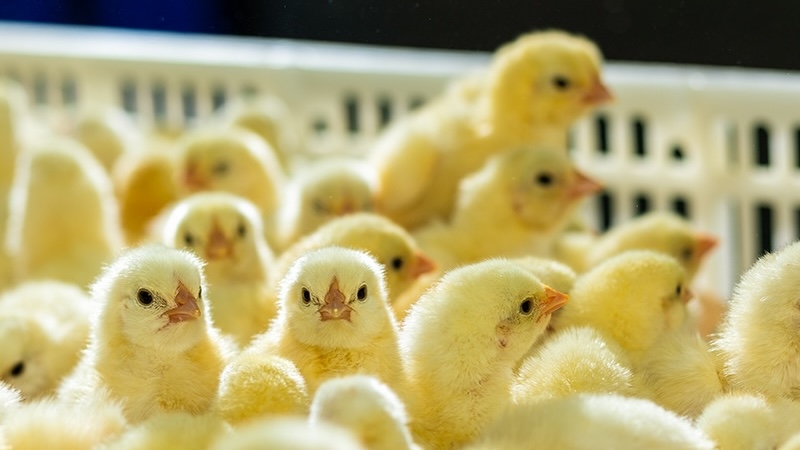 Melhoramento genético de hoje. Alimentação de amanhã.