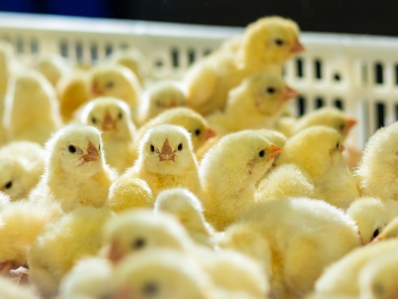 Securing breeding stock supply
