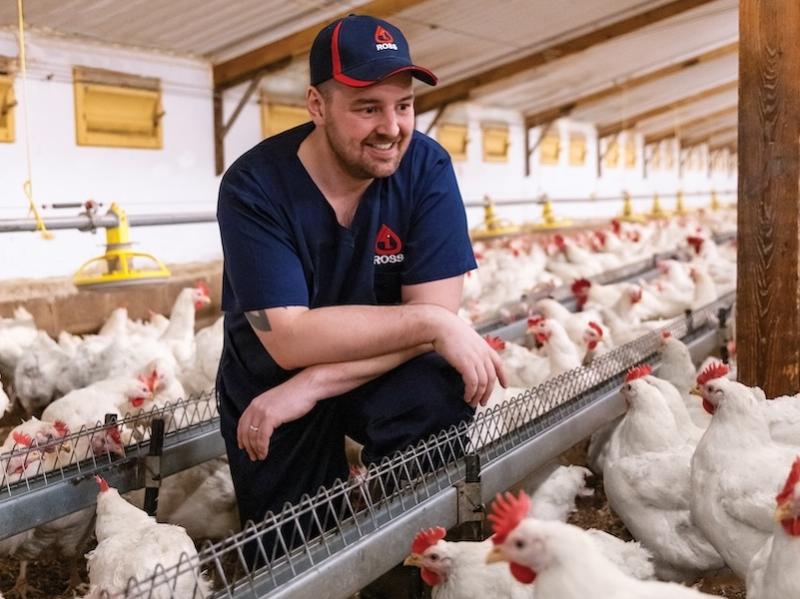 Caring daily for chickens