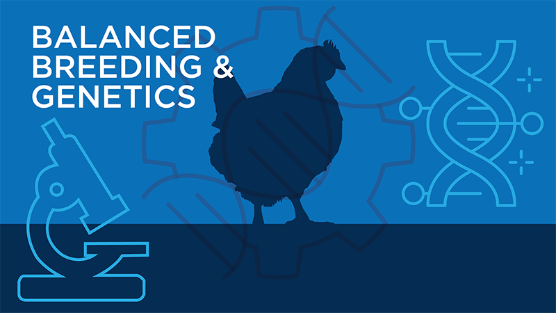 Potential climate performance of modern fast- and slow-growing broiler genotypes