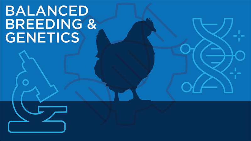 Potential climate performance of modern fast- and slow-growing broiler genotypes
