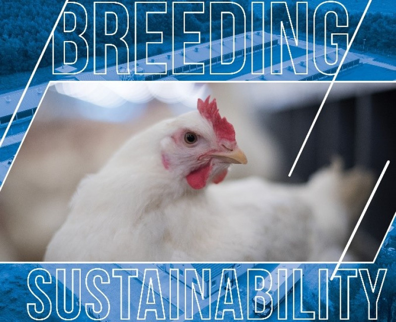 White chicken with blue  Breeding Sustainability text