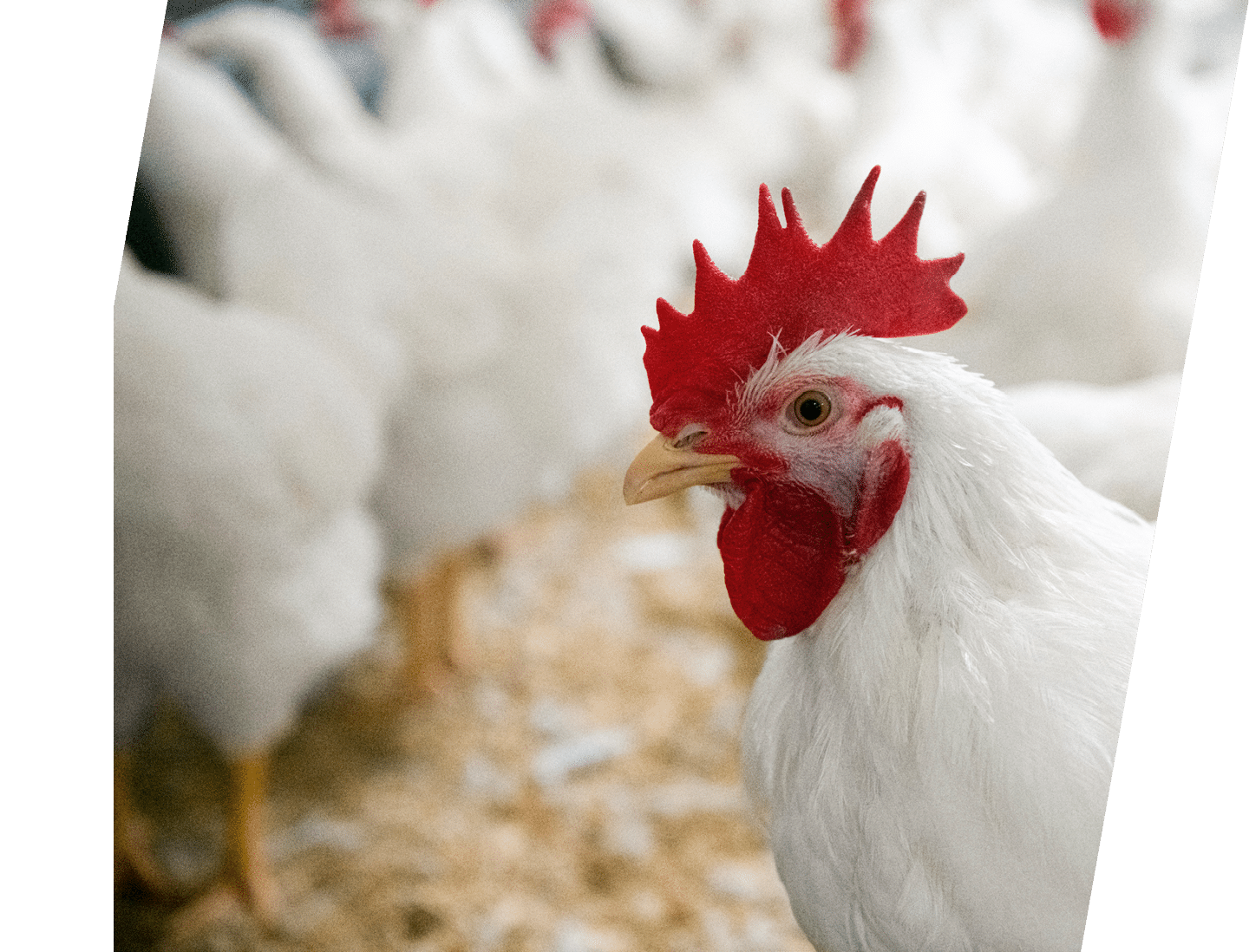 Wellington Farm Images Wellington Australia