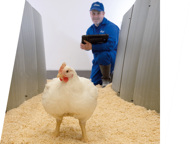 Gait Scoring White Birds