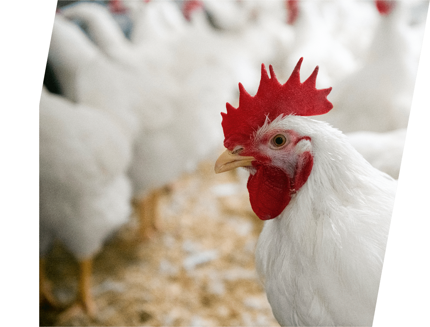 Wellington Farm Images Wellington Australia