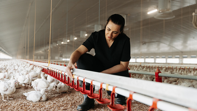 Balanced poultry breeding explained – one trait at a time