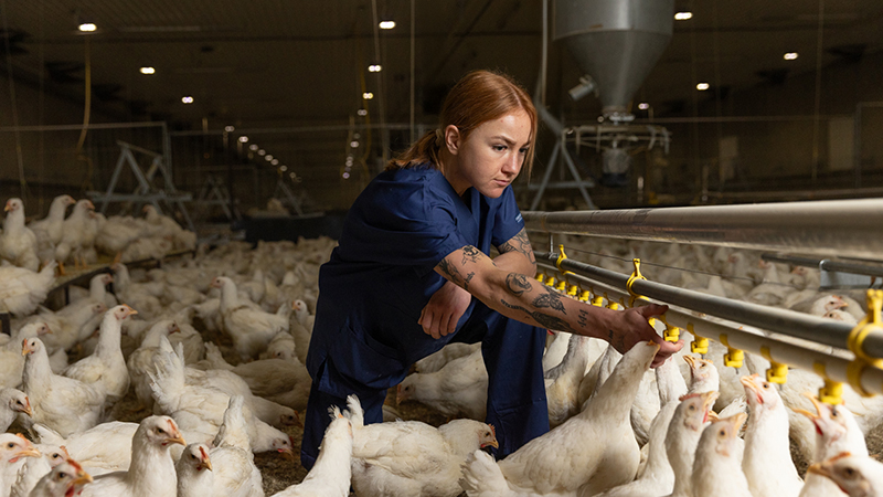 The poultry supply chain explained – one step at a time
