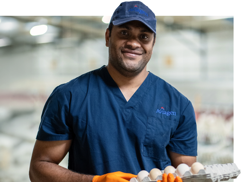 Modern Chicken Breeding Delivers on Welfare and Sustainability