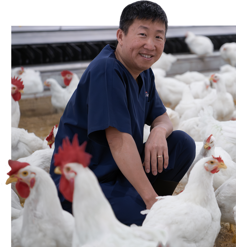 Aviagen employee with flock of white chickens