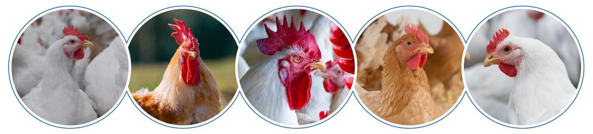 Graphic with 5 circles with white and brown chickens in each