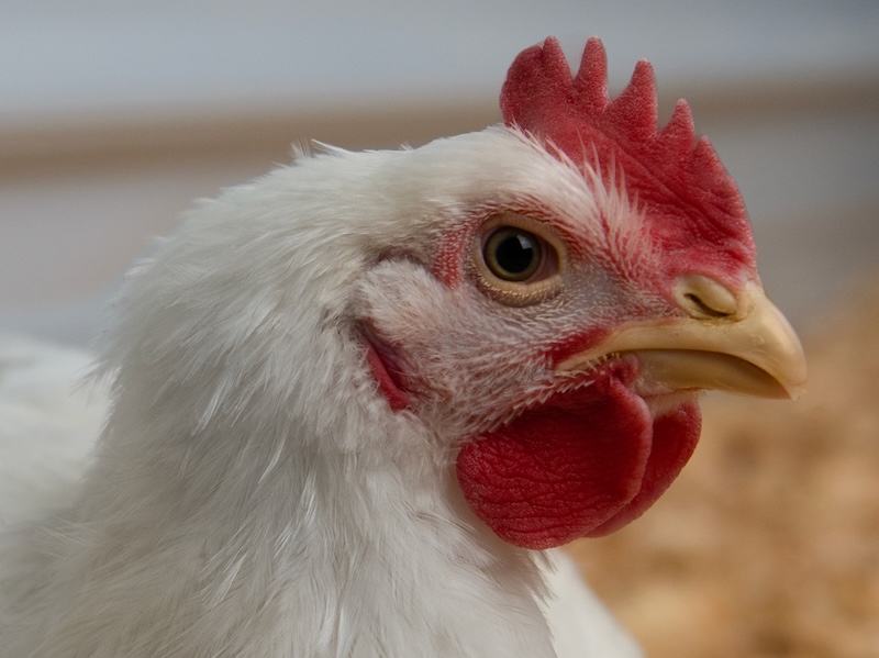 What is a Broiler Chicken?