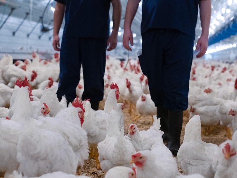 What is a Broiler Breeder Chicken? 