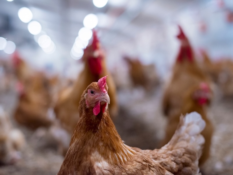 Why Does Slower-Growing Chicken Cost More to Purchase?