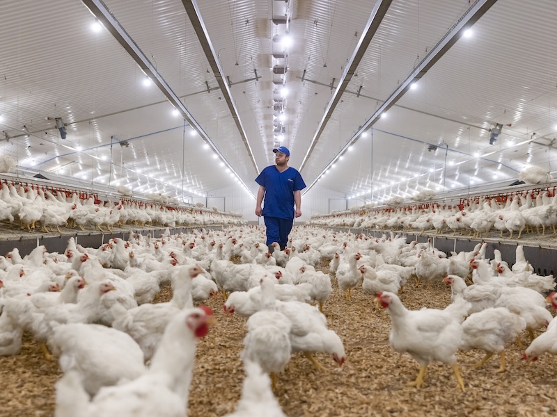 5. Chicken supports a reliable global food system