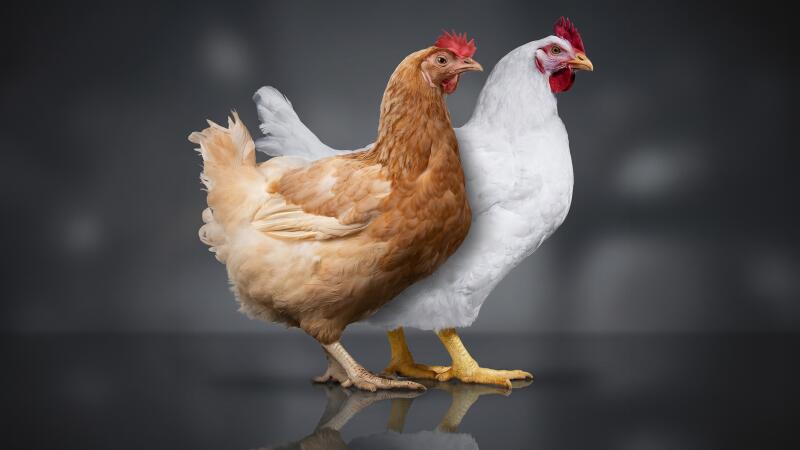 Slower-growing chicken vs. Faster-growing chicken: What's the difference?