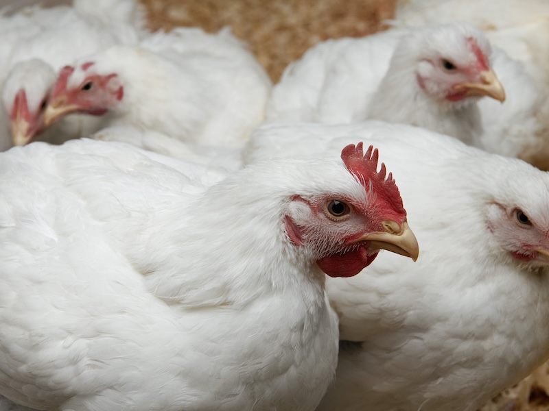 What is a Faster-Growing Chicken?