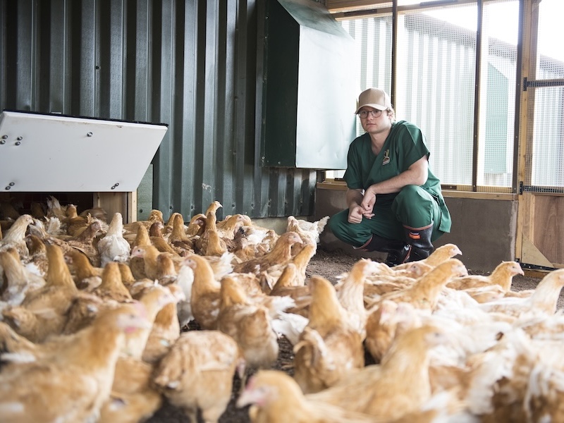 Better welfare starts with breeding