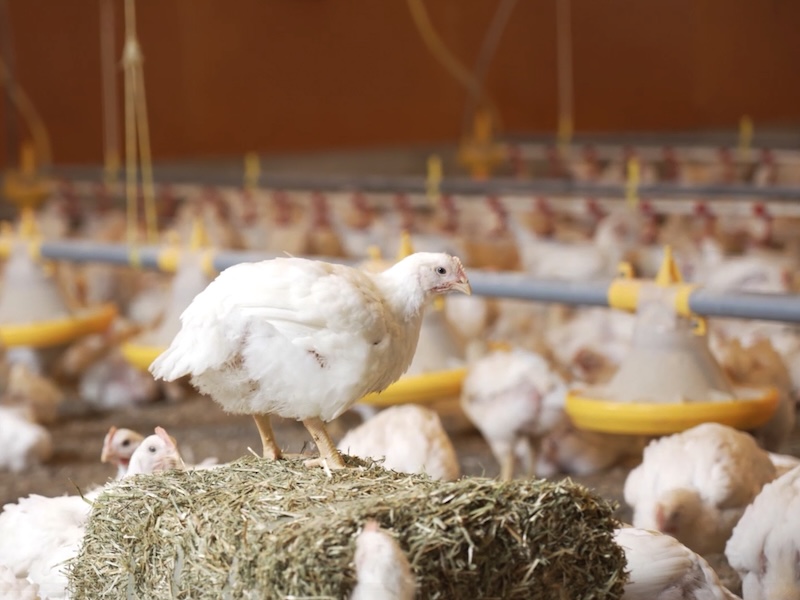 Welfare, sustainability and food security: How they connect