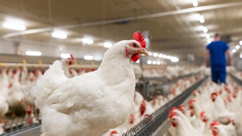 Animal welfare explained: The role of breeding and management