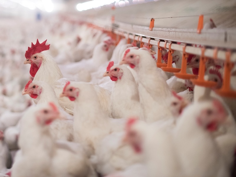 What About Animal Welfare in Chicken Breeding? 